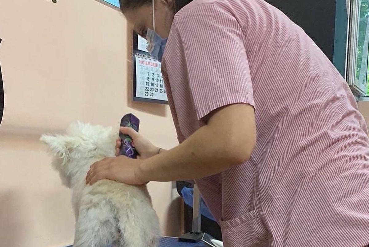 Curs Coafor Canin Cod COR  516402
